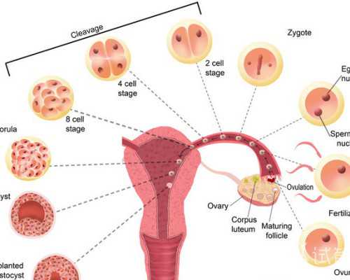 花都区三代试管包男孩费用公示：本地家庭高效求子的预算核算