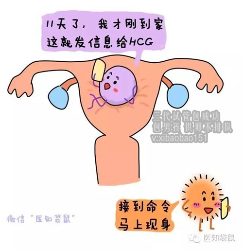 广州正规助孕机构费用，第三代试管婴儿与第一二代试管婴儿的区别